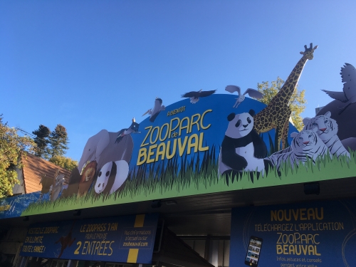 zoo,beauval,panda