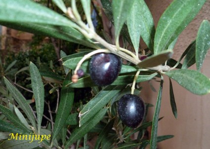 Olives.jpg